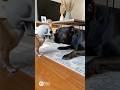 Wake up Prank!Dog's Reaction is Funny! #shorts