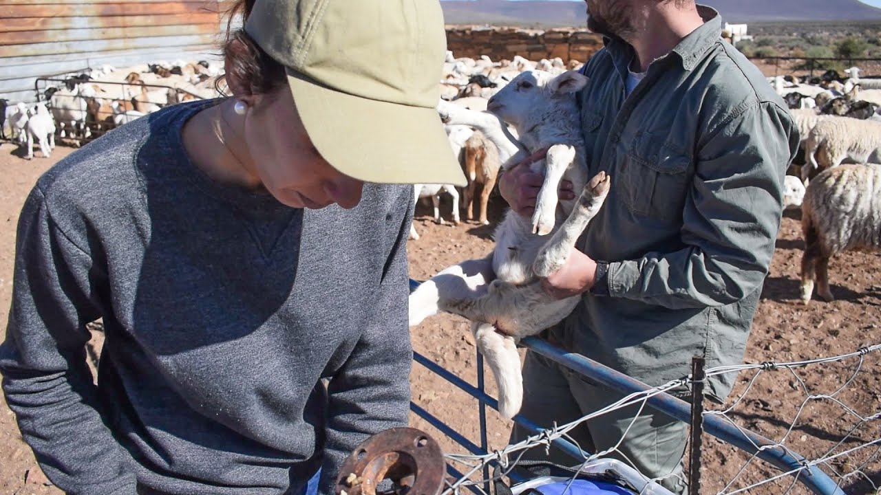 Tagging & Marking Lambs | KAROO KIDS