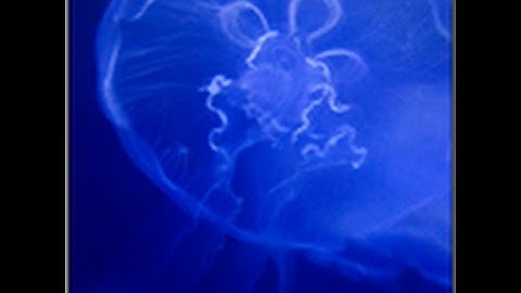 How to make agar.io private server no download