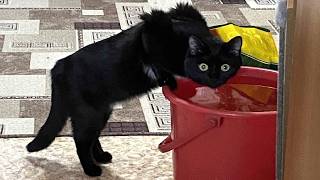 cats acting silly