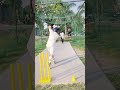 🏏❤️💯🏏 #cricket #cricketacademy #crickettraining #ipl #cricketcoaching
