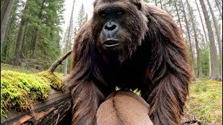 видео: Бигфут/Горилла аңға шықты😍 картинка: Бигфут/Горилла аңға шықты😍