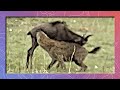 Life of a Wildebeest Episode 3: Hyenas, Poachers, and Fire