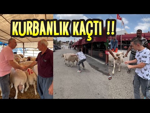 EMRE GÜL KURBANLIĞI KAÇIRDI OLANLAR OLDU !! #SHORTS #SHORT