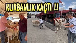 EMRE GÜL KURBANLIĞI KAÇIRDI OLANLAR OLDU !! #SHORTS #SHORT