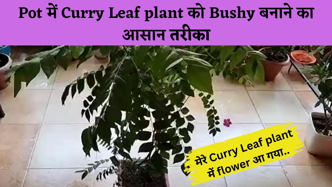 Pot में Cuury Leaf plant को Bushy बनाने का आसान तरीका Best