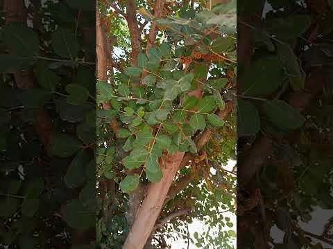 ازهار شجرة الخروب والنحل 