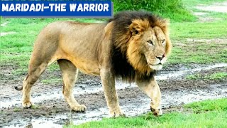 Maridadi - The Lion Son Of The 4Km Coalition Of Lions Son Of Lipstick And Blackie Big Male Lion