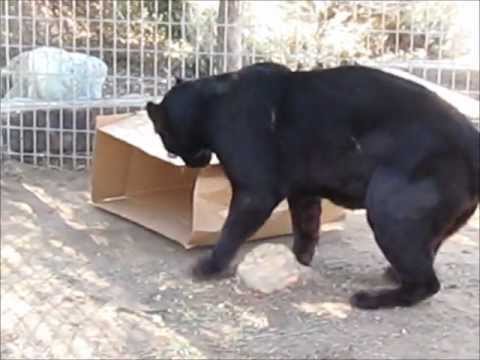 black mirror season 5 Zorro checking out his enrichment-Forever Wild Exotic Animal Sanctuary