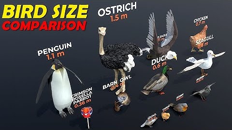 Bird Size Comparison | 3D Animation | 3d Blender Lab