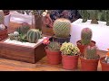 Aprenda cómo cuidar los cactus