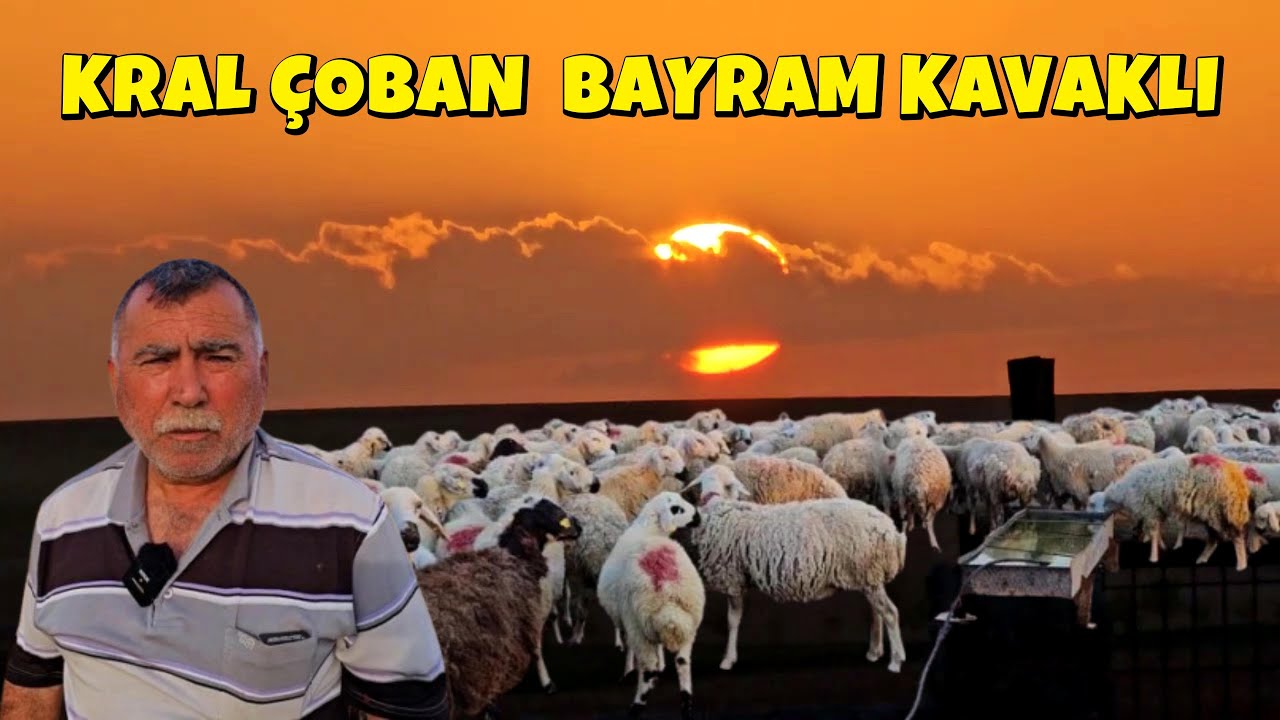 KRAL ÇOBAN  BAYRAM KAVAKLI , KING SHEPHERD
