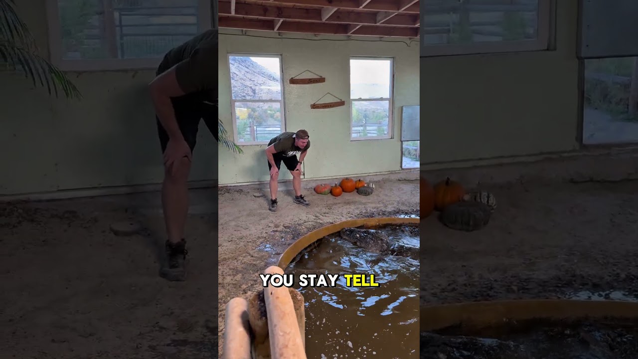 My Wife Scares Alligator #shorts #alligator