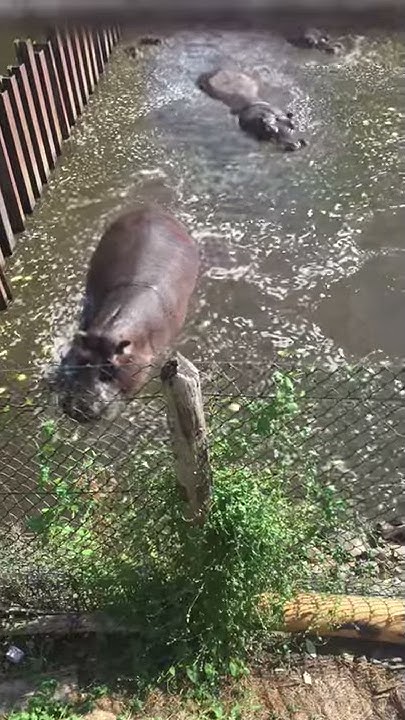 Hippos At West Midland Safari Park YouTube west-midland-safari-park-vlog-26th-july-2020-youtube