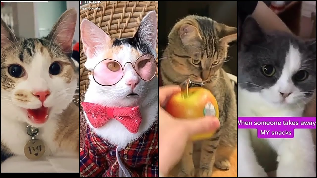 Cats funny tik tok 