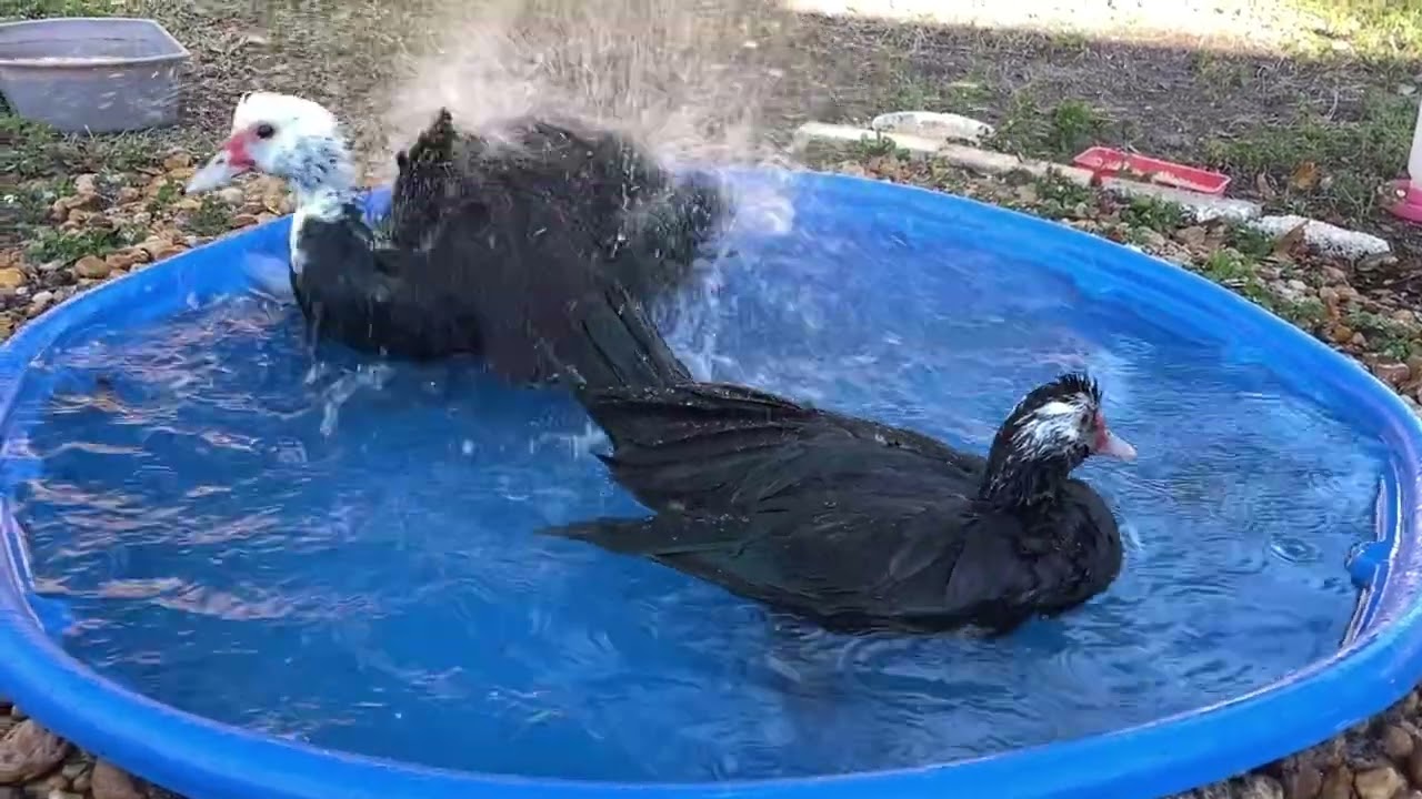 Splish splash Slow Motion Muscovy Duck’s Bath Time! 