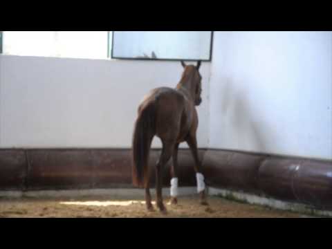 Download Chesnut 3 year old lusitano colt unbacked