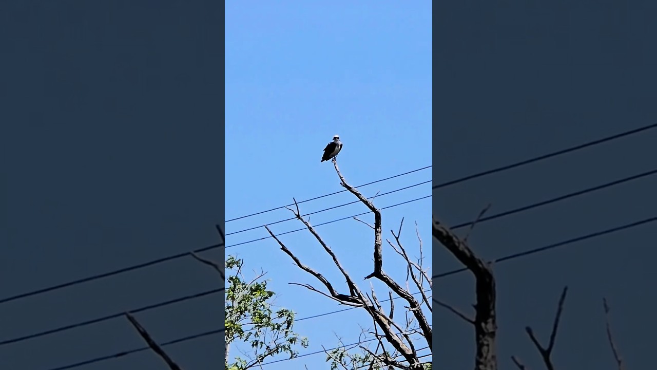 BIRDS - Osprey Perched a Top a Tree