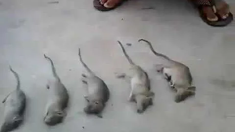 Funny boy crying after rats death ....WTF...