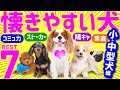 【人に懐きやすい人気犬種ランキング❤️小型〜中型犬編】専門家や飼い主の声、歴史的特性まとめ