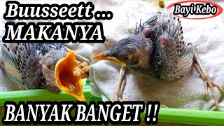 Tips Merawat Anakan Burung Jalak Kebo !!