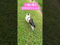 お散歩から一緒に帰るびびのダッシュ💨 #びびちょぱ #猫ダッシュ #catsdash #cats #呼んだら帰ってくる #カルガモ