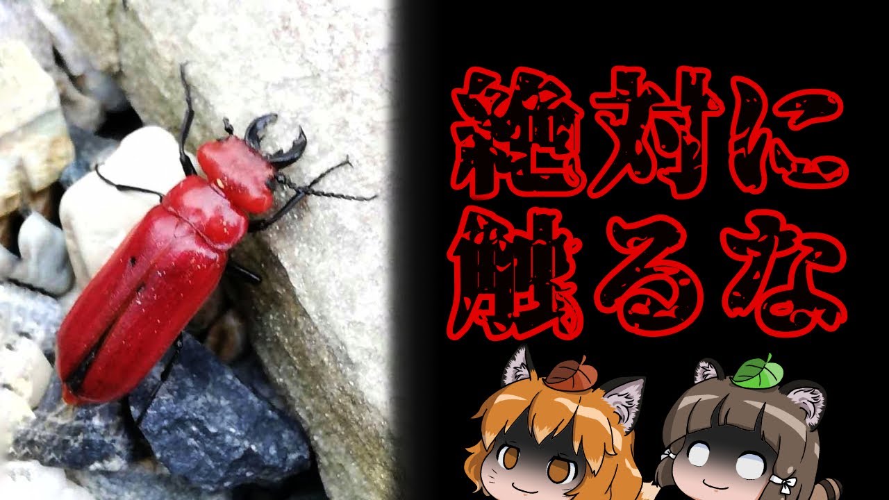 【超危険】絶対近づくな！赤いクワガタムシに触れてはいけない本当の理由…【ヒラズゲンセイ】