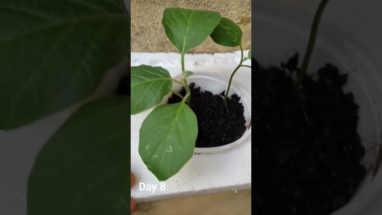 hydroponics egg plant 