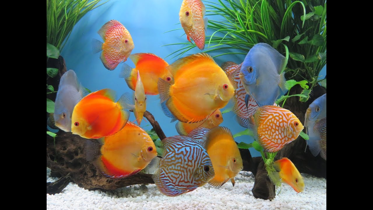 Acuario Discos 200 Galones, 200 Gallons Discus tank. Update November 2017