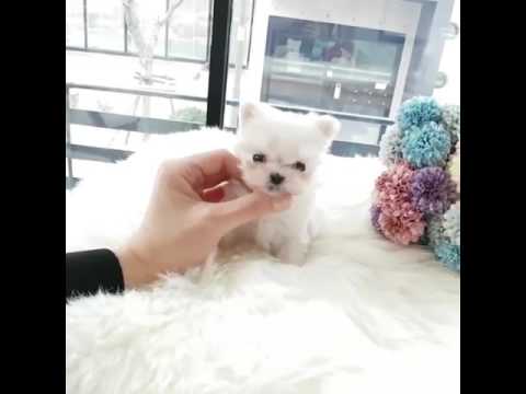 little white puppies