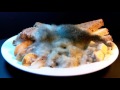 Raspberry Pi Time Lapse of Mold Growth on Food