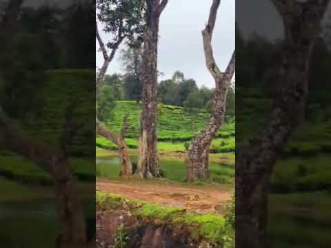 #trending#trendingshorts #travelvlog #charlie #idukki #travel