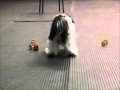 Petey the Havanese Trick Dog Champion Submission Video