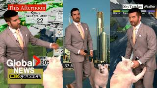 Blooper alert! Canadian weatherman fights to keep it together after dogs invade the set
