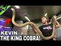 KEVIN THE KING COBRA!!!