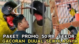 REJEKI NOMPLOK !! NEMU BURUNG GACORAN HARGA SEIKHLASNYA || PASAR BURUNG PRAMUKA