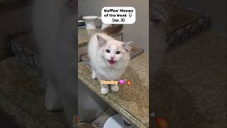 Waffles has started harassing his siblings more 🙃 #meows