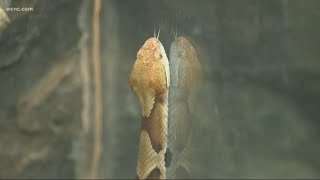 Venomous snake bites up 67% in North Carolina