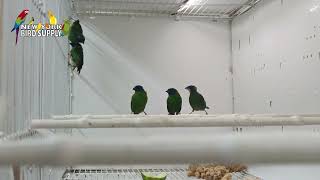 New York Bird Supply: Parrot Finch Blue Faced