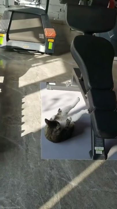 Cat doing Sit-ups!