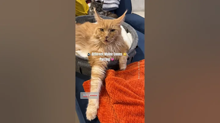 Video 3999961: mainecoon purr, maine coon cat purring, cat vs maine coon, female maine coon cat, male maine coon cat