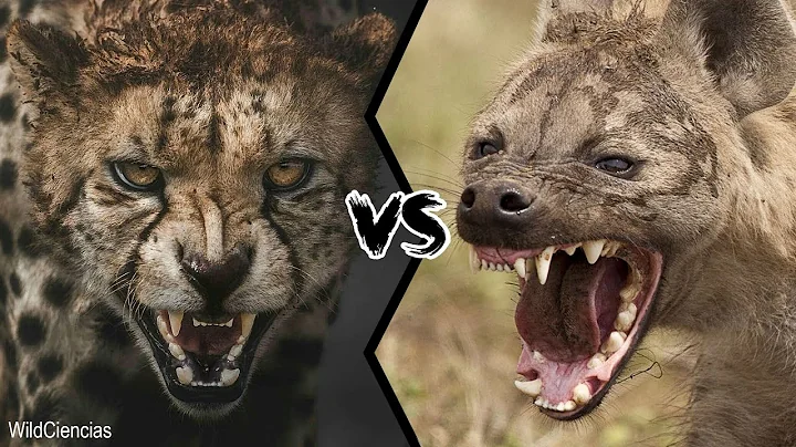 CHEETAH VS SPOTTED HYENA - Who Would Win This Battle?