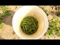 Rural village life in punjab pakistanfull simple old culture in punjabtraditional lifestyle