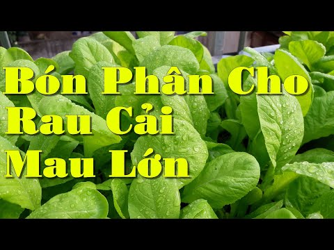 Video: Xử Lý Cây Bằng Urê Vào Mùa Thu: Phun Urê Cho Cây Và Cây Bụi Trong Vườn Khỏi Bị Sâu Bệnh. Làm Thế Nào để Pha Loãng Dung Dịch?