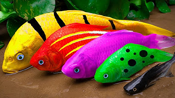 Cá Koi Vàng vs Cá Trê Tranh Giành Nhau Nuốt Lươn | Nấu Ăn Thời Nguyên Thủy | Dừng Chuyển Động | Coco