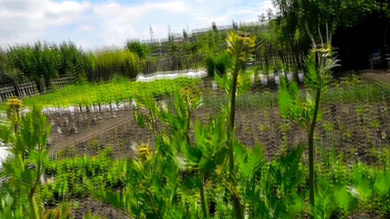 Любисток - YouTube