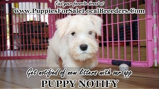 MINI SCHNAUZER PUPPIES FOR SALE, GEORGIA LOCAL BREEDERS, GWINNETT COUNTY, GA