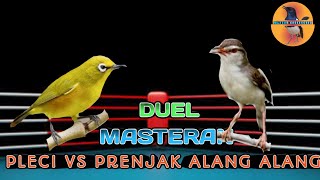 Duel Masteran Pleci vs Prenjak Alang Alang