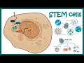 Stem cells | properties, metabolism and clinical usage