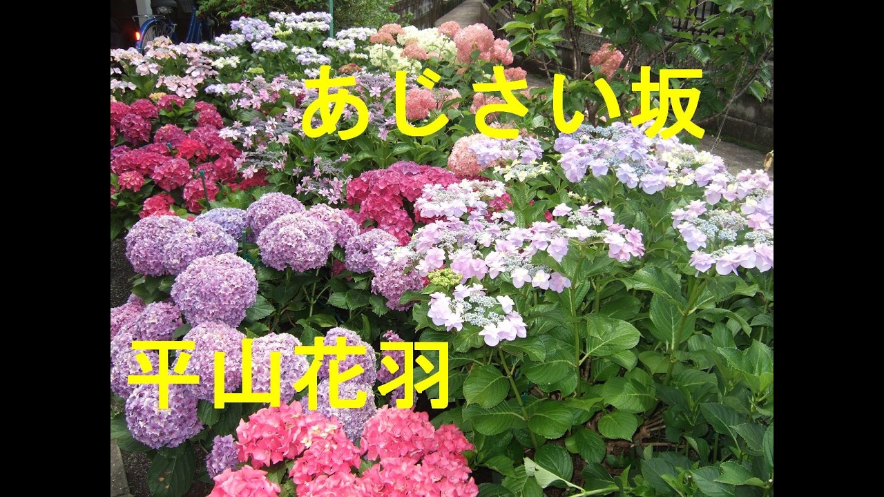 あじさい坂/平山花羽　Cover♪あじさん・・♪